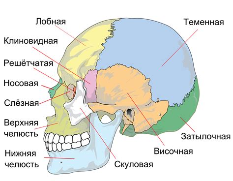 черепя|Анатомия и строение черепа человека: топографические。